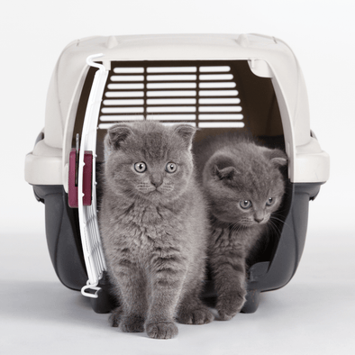 Bringing your new cat home