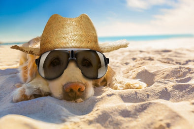 How to Cool your Dog Down this Summer