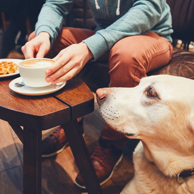 Dog at Cafe with owner