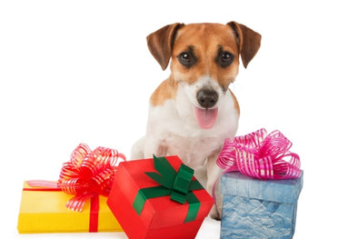 The Best Pet Gifts: Designer Pet Accessories and Treats!