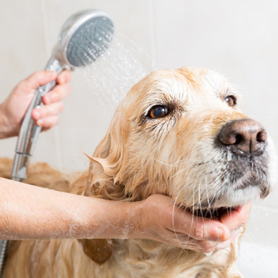 Importance of pet grooming