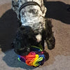 Charlie with his Rainbow Snuffle Ball by Pet Boutique