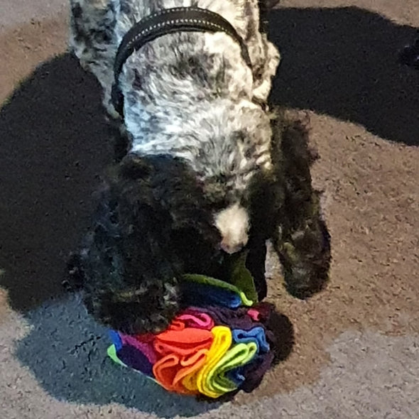 Charlie with his Rainbow Snuffle Ball by Pet Boutique