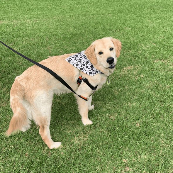 Leo wearing a Dalmation Dots Dog Bandanas NZ