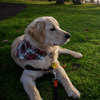 Leo at the park wearing a navy blue plaid dog bandana NZ
