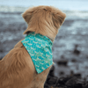 Leo wearing an aquamarine dragonfly dog bandana nz