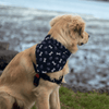 Leo wearing a Bones & Pawprint Dog Bandana NZ side view