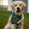 Leo wearing a Tie-Dye Hearts and Paw Prints Dog Bandanas NZ