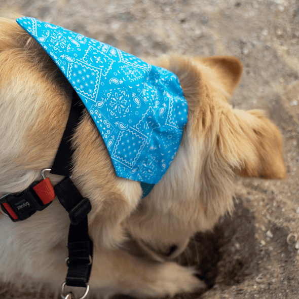 leo digging holes at the beach wearing his teal blue dog bandana nz