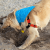 Leo at the beach wearing a teal blue dog bandana