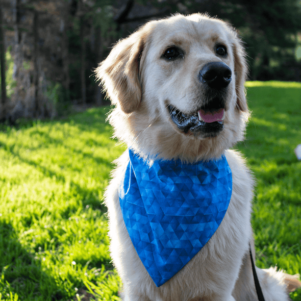 leo wearing his geometric blue dog bandana