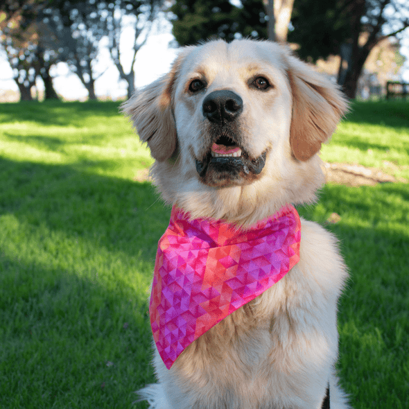 Leo wearing a geometric pink dog bandana