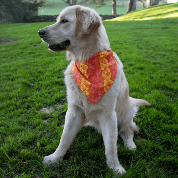 Leo wearing his geometric orange dog bandana