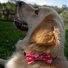 leo wearing a spring blossom bowtie