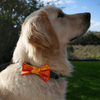 Leo wearing his fluro yellow and orange bow tie