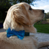 Leo wearing a turquoise glitter clouds bow tie