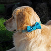 Leo wearing his blue circus dots bowtie