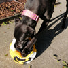 Jill with her bumble bee snuffle ball by pet boutique