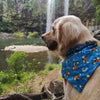 leo at a waterfall wearing his buzzy bee dog bandana