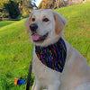 leo wearing a paint splatter dog bandana
