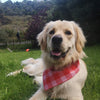 Leo wearing hsi cheerful red check dog bandana