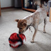 Marley with her Lady Bug Snuffle ball made by Pet Boutique NZ